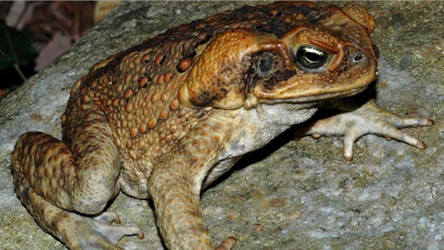 cane toad.jpg